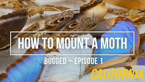 How to Mount a Moth – Bugged, Episode 1