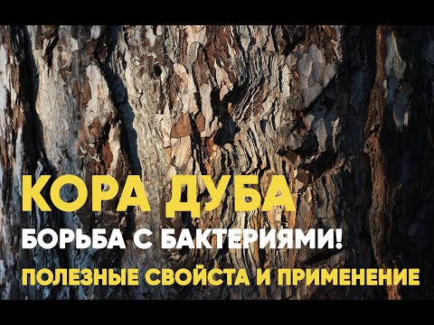 Кора дуба: полезные