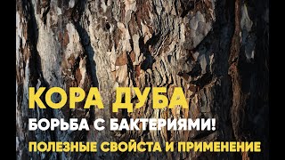 Кора дуба: полезные свойства и применение. Не только красивый, но и полезный!