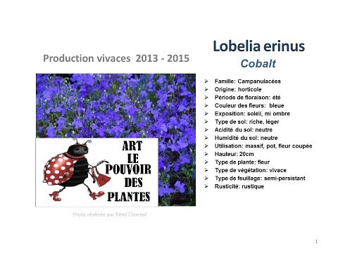 Jardinage: Lobelia erinus cobalt: Plante vivace