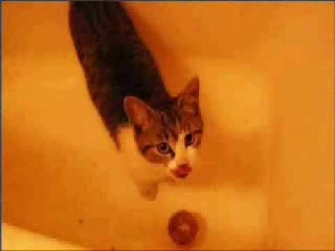 生き物苦手板の動画 画像 動画検索 マイルドサイト
