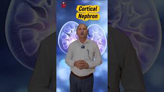 🧬 Nephron – The Functional Unit of the Kidney!..#Nephron #Kidney #Biology #NEET #sciencefacts