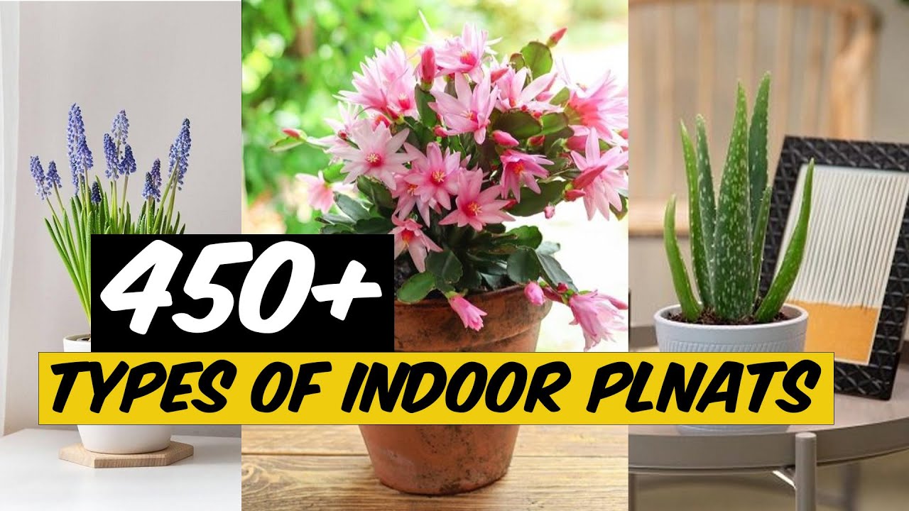 The Ultimate Indoor Plant List: 450+ Stunning Plants for Every Room ...