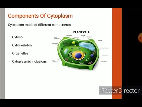 Cytoplasm || Chapter - Cell Biology || Class XI || Botany - YouTube