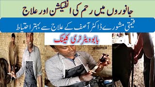 Uterus Infection Metritis In Buffalocows In Urdu - Dr. Asif Babu Veterinary Clinic