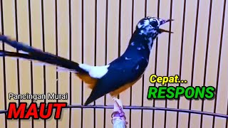 Pancingan murai batu agar emosi cepat gacor bongkar isian 