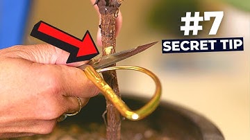 My TOP 10 Secrets to Successfully NOTCH a Fiddle Leaf Fig Tree