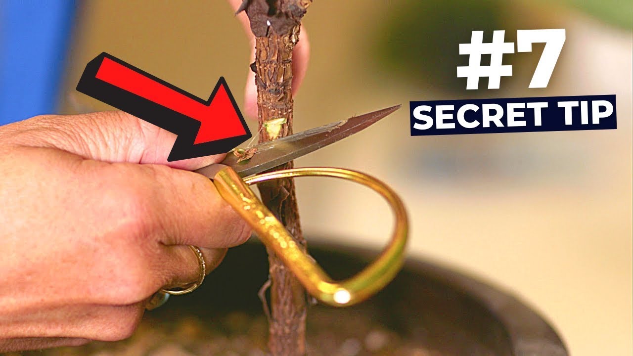 My TOP 10 Secrets to Successfully NOTCH a Fiddle Leaf Fig Tree YouTube