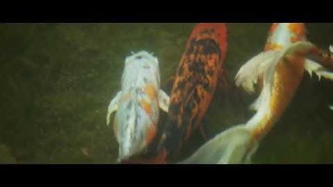 Nu - MAN O TO (Official Video) #nu #man #o #to