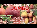 PANEN BUAH TIN JUMBO DI JEPANG || BUAH SURGA SEMANIS MADU