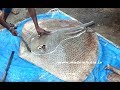 #NeverSeenBefore | Marbled Electric Ray Fish | Very Rare Fish Cutting | Big Fish Cutting