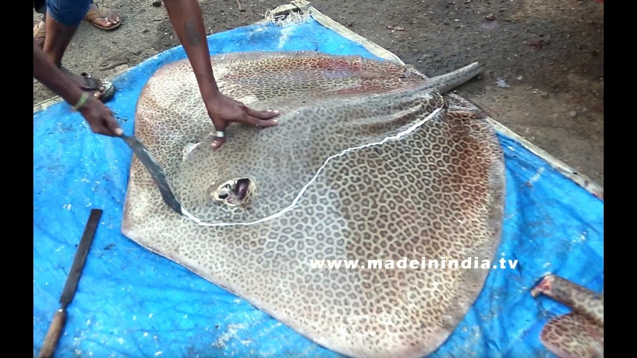 #NeverSeenBefore | Marbled Electric Ray Fish | Very Rare Fish Cutting | Big Fish Cutting | STREET FOOD