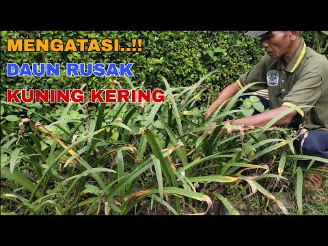 Video: Menanam Bunga Bakung - Alasan Mengapa Bunga Bakung Tidak Tumbuh