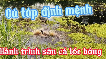 Câu cá lóc rừng U Minh( Hành trình săn cá lóc bông) tập 31