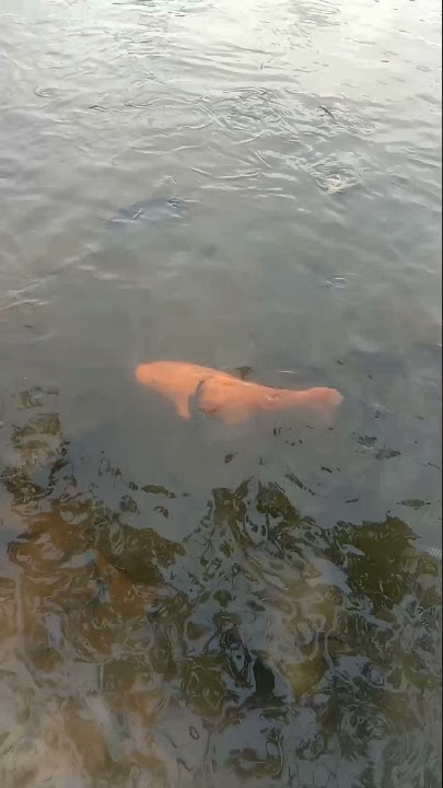 Ikan penghuni situ sangiang ||Konon katanya ikan ini dilarang utk di ambil dan di konsumsi