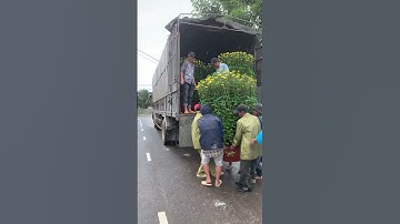 Hoa Cúc Đại Đoá Tết 2023 Khu S Hoạ Mi Xuất Bình Phước 19/12/2022 ÂL CÔNG TY CP SX KD HOA CÚC A NHÀN