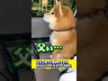 父だと思って期待してたら知らない人で大泣きする柴犬 #shibadog #柴犬 #sibainu  #犬のいる生活 #shorts