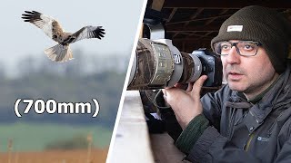 Photographing Marsh Harriers from a Hide  But Do I Have Enough Reach? And Tips on Hide Photography