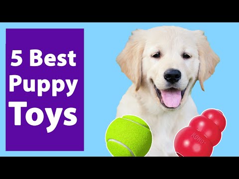 5 Best Toys For Golden Retriever Puppies