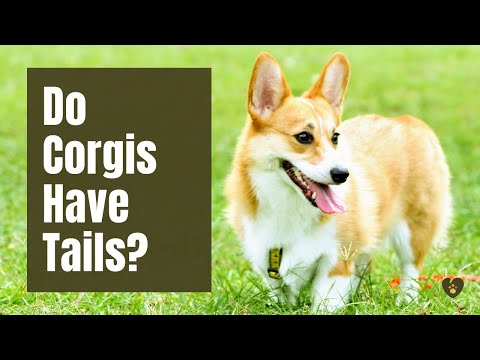 Video: Er Corgis født uden haler?