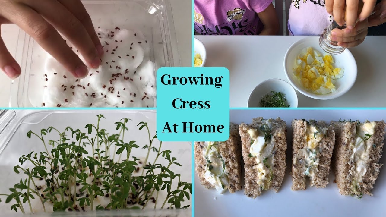 Growing cress 