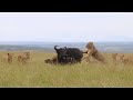 Buffalo mother and calf get rescued by their herd from a pride of lions