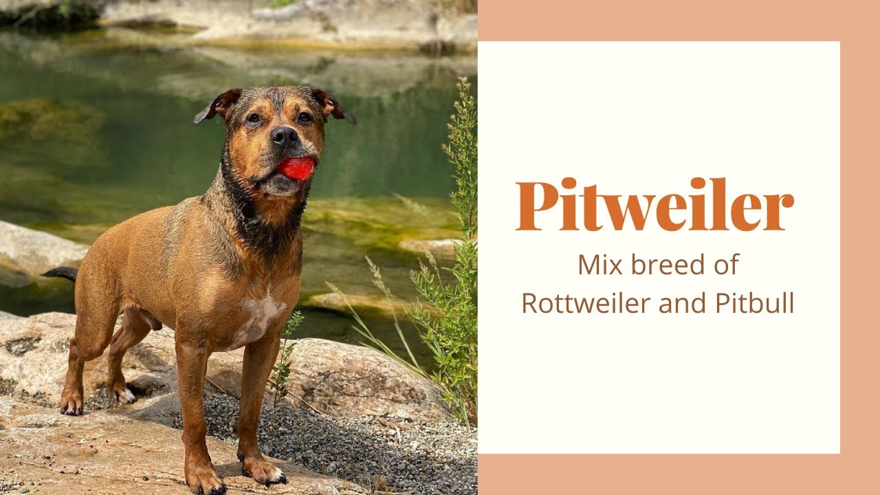 how much should a rottweiler pitbull mix weigh