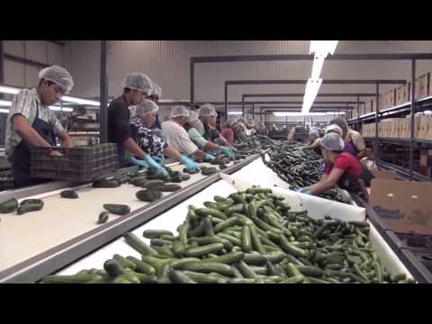 Video: Historia Alimentaria: Pepinos