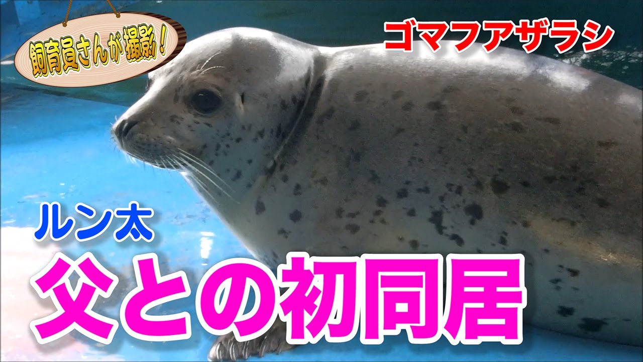 アザラシの子ども はじめての父との同居で みんなのダーウィン どうぶつえん すいぞくかん アザラシの子ども はじめての父との同居で みんなのダーウィン どうぶつえん すいぞくかん