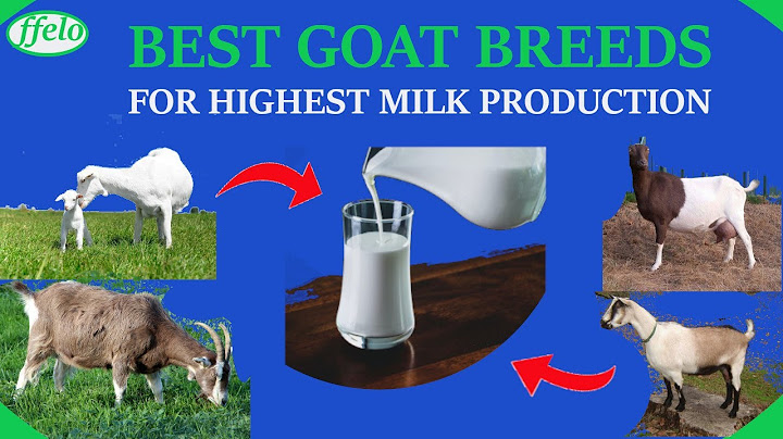 GOATS FARMING, 1-5 BEST DAIRY GOAT BREEDS, HOW TO SELECT THE BEST GOATS FOR HIGHEST MILK PRODUCTION.