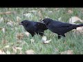 Chopi Blackbirds foraging (Gnorimopsar chopi)