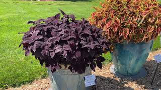 Colorblaze Coleus Comparison