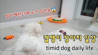 (Puppy adoption/puppy vlog) Is puppy Bonggu a dog that sees ghosts?/Cowardly Bichon’s daily life