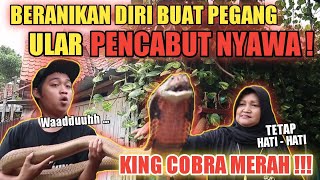 KING COBRA MERAH !!! KOLEKSI ULAR BERBISA RATU KING COBRA INDONESIA !!!