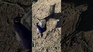 Peacock Passion For Purple Peacock