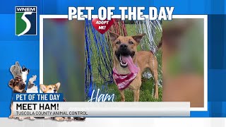 TV5 Pet of the Day: Meet Ham