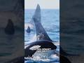 Ocean Kings: Why Orcas Rule Without Mercy