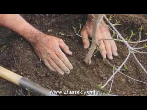 Саженцы черешни двухлетки. Сколько приживаются саженцы. Дикая яблоня саженец. Деревья в прикопе. Сколько приживаются саженцы.