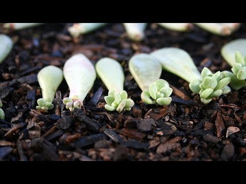 Video: Semințe Suculente: Cum Arată Semințele și Cum Să Le Plantezi? Reguli Pentru Cultivarea Suculentelor Din Semințe