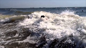 AutoSync Sound with Twixtor Wave in Goa