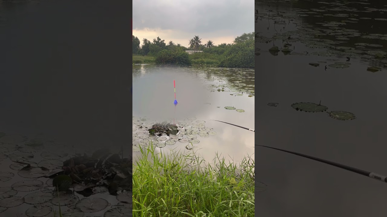 Did you see that fish?🫣