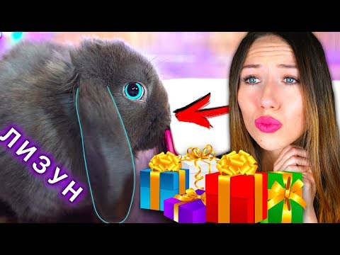 КРОЛИК УКУСИЛ МЕНЯ ПЕРВЫЕ ПОКУПКИ ДОМ КРОЛИКА МОЙ ВЕЧЕР С ПИТОМЦАМИ | Elli Di Pets