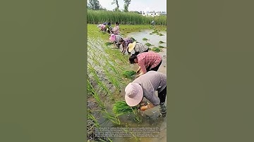 Farming for beginners: a simple guide to rice farming