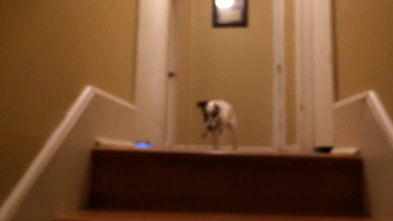 Tribute To My Dog Sugar- Video 2/3