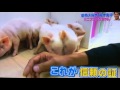スエトシ牧場 志村どうぶつ園 ミニブタ