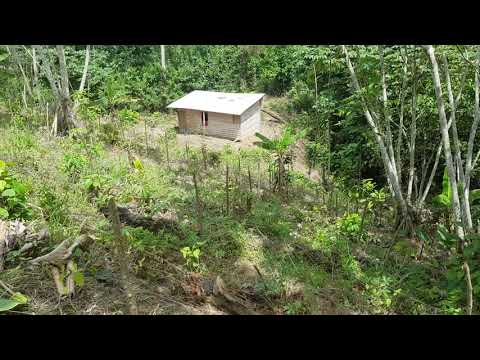 Vidéo: Plantation De Baies. Partie 2