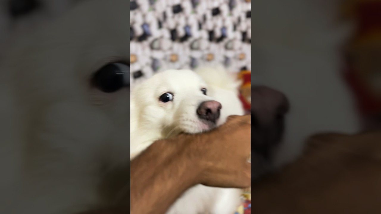 6-12 Months Female Purebred Japanese Spitz