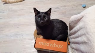 Wine & charcuterie for the kitties?!  a review of Meowbox cat subscription box