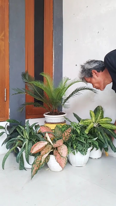 Menata Tanaman Hias Di Depan Teras