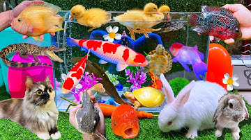 Ngạc Nhiên Bắt Cá Trê Bự, Cá Vàng, Cá Chép, Cá Bống, Con Thỏ Hà Lan, Cá Lau Kiếng, Cá Chép, Cá Sấu